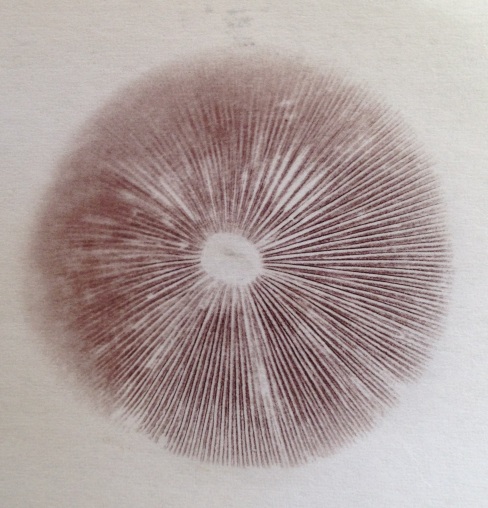 Psilocybe aff. subaeruginosa spore print [photo Geoff Ridley]