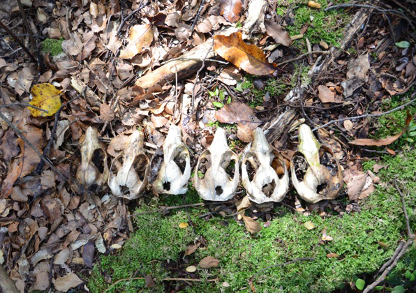 Possum skulls in the forest [photo from www.tourism.net.nz]