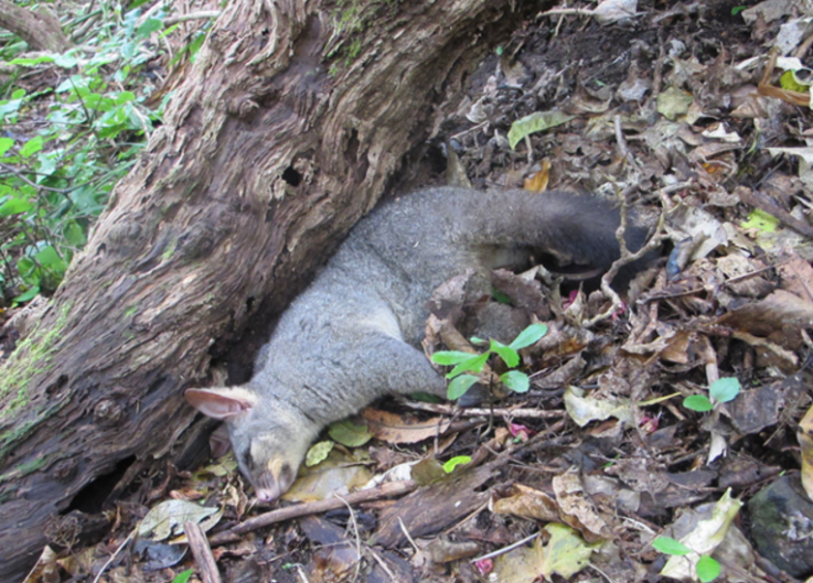 A dead possum in the forest [photo from Backyard Kiwi (Whangarei Heads Landcare Forum) see note at below]